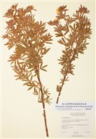 藏品(金露梅)的圖片